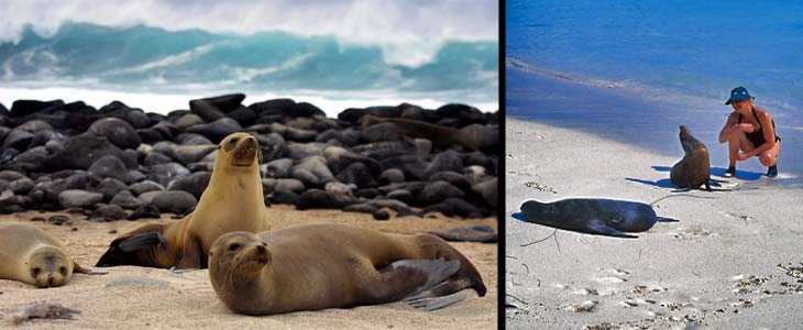 Muestra de la fauna de las Galápagos